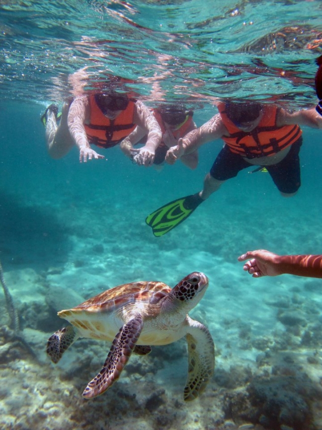 Admira las tortugas